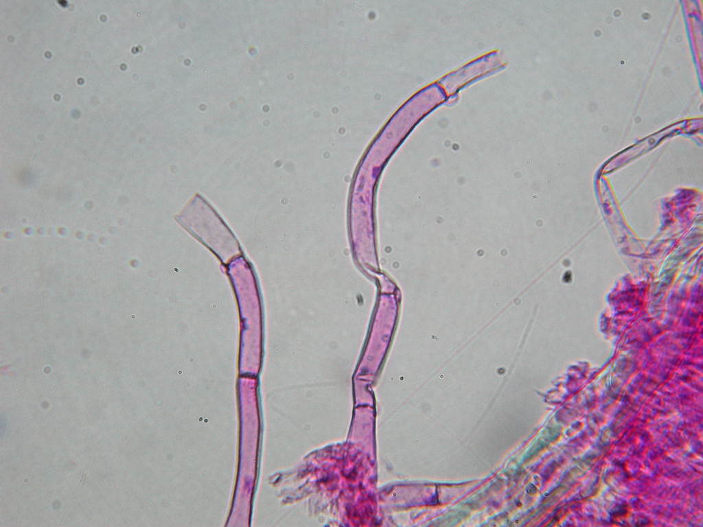 Sotto Alnus glutinosa...(cfr. Inocybe squarrosa)